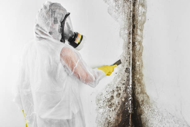 Best Industrial Mold Remediation in Woods Creek, WA