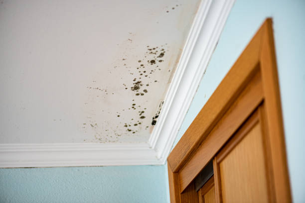 Best Post-Flood Mold Remediation in Woods Creek, WA