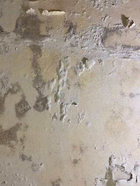 Best DIY Mold Remediation Support Services in Woods Creek, WA